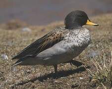 Yellow-billed Teal