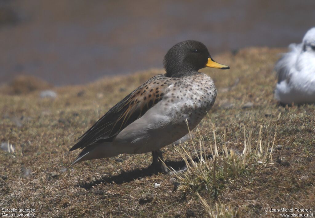 Yellow-billed Teal