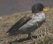 Yellow-billed Teal