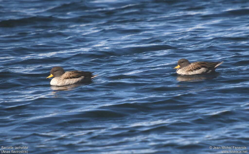 Yellow-billed Teal