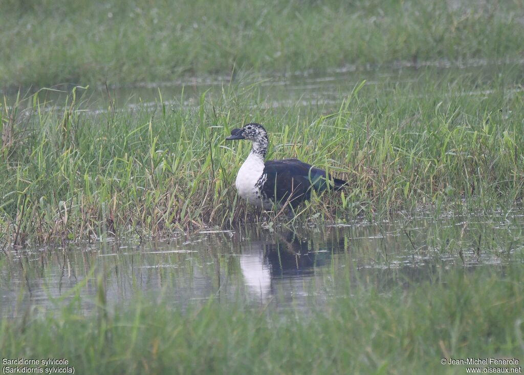 Comb Duck