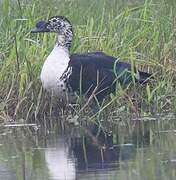 Comb Duck