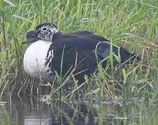 Comb Duck