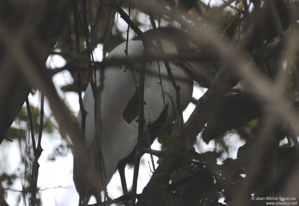 Boat-billed Heronadult