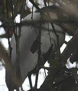 Boat-billed Heron