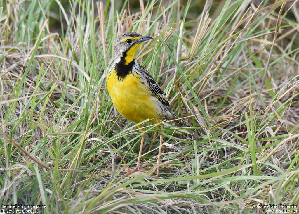 Yellow-throated Longclaw