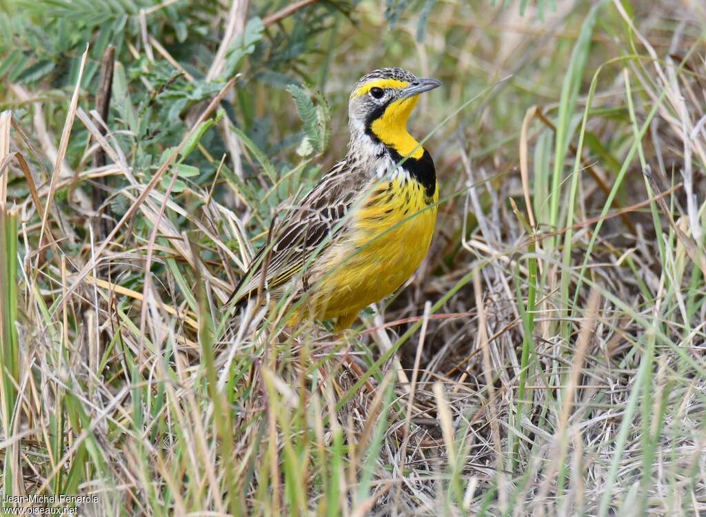 Yellow-throated Longclaw