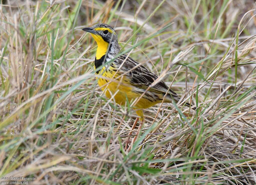 Yellow-throated Longclaw