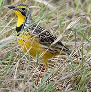 Yellow-throated Longclaw