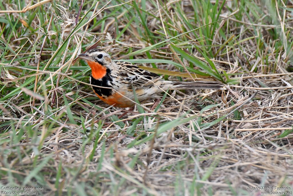 Rosy-throated Longclaw