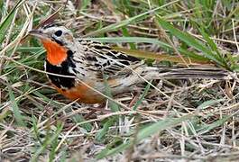 Rosy-throated Longclaw