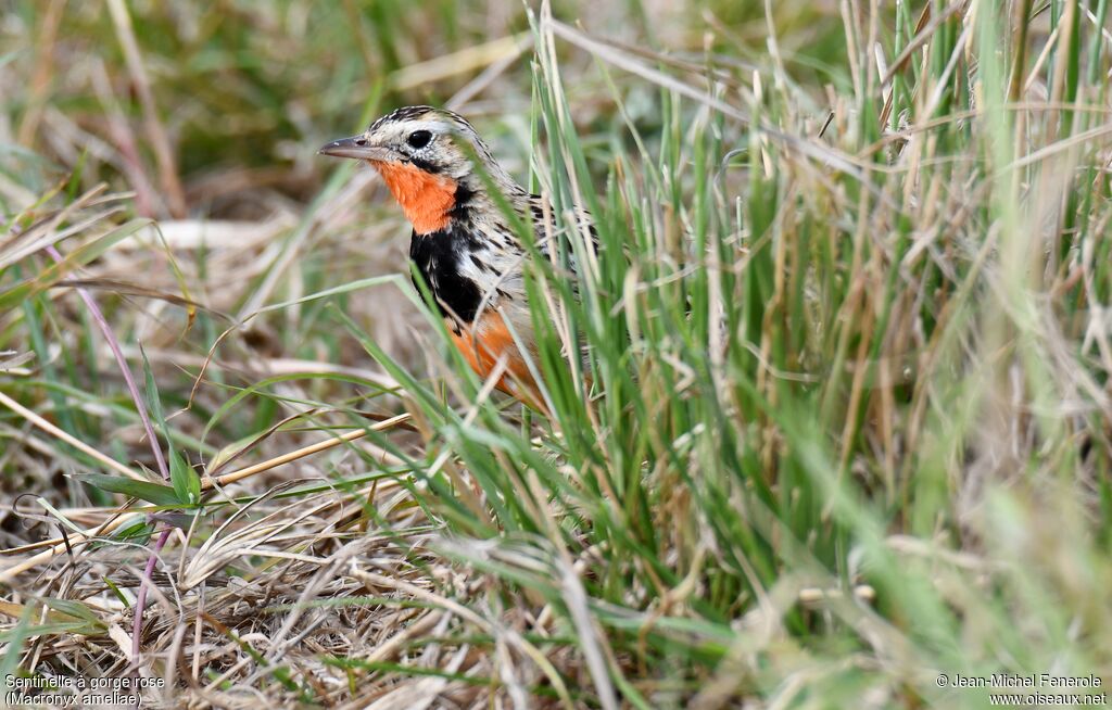 Rosy-throated Longclaw