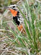 Rosy-throated Longclaw