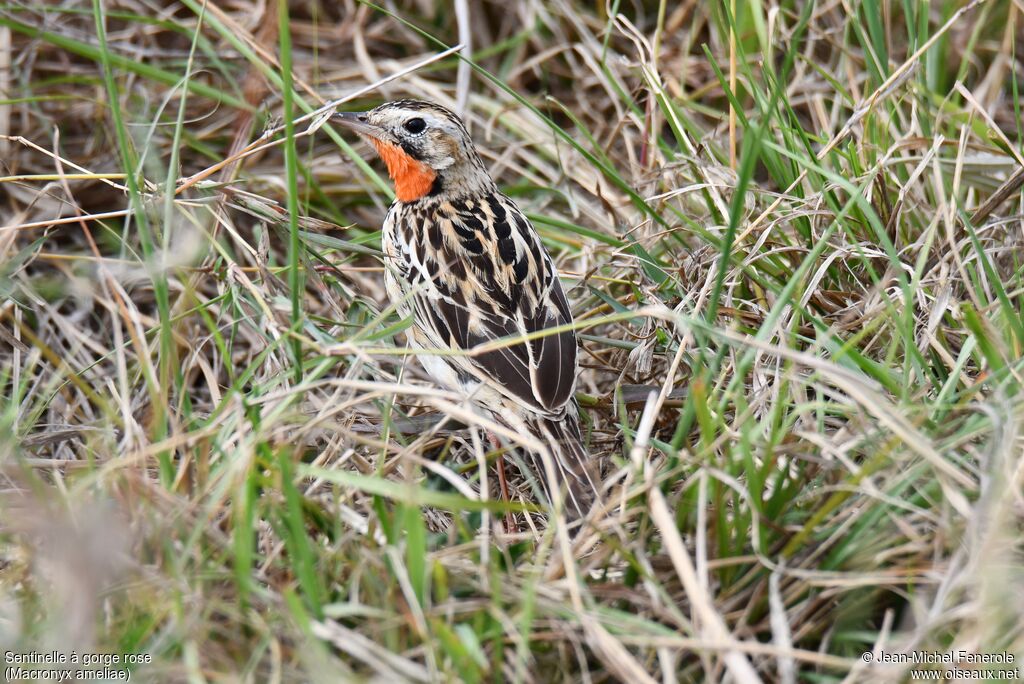 Rosy-throated Longclaw