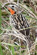 Rosy-throated Longclaw