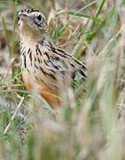 Rosy-throated Longclaw