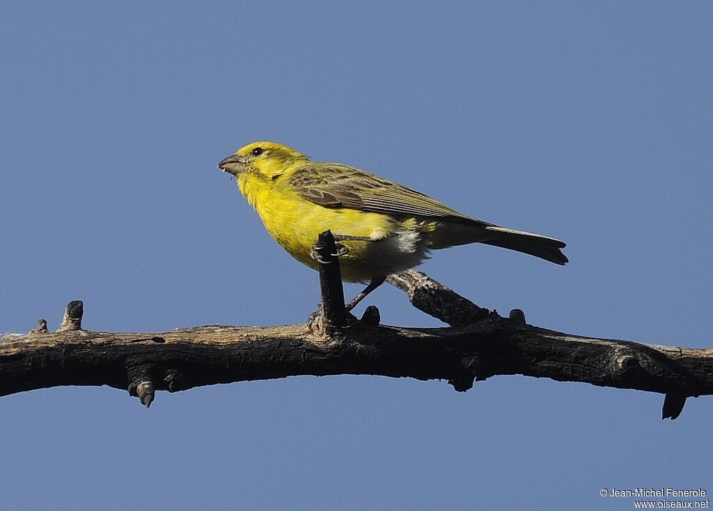 Serin à ventre blanc