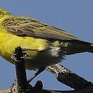 Serin à ventre blanc