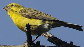 Serin à ventre blanc