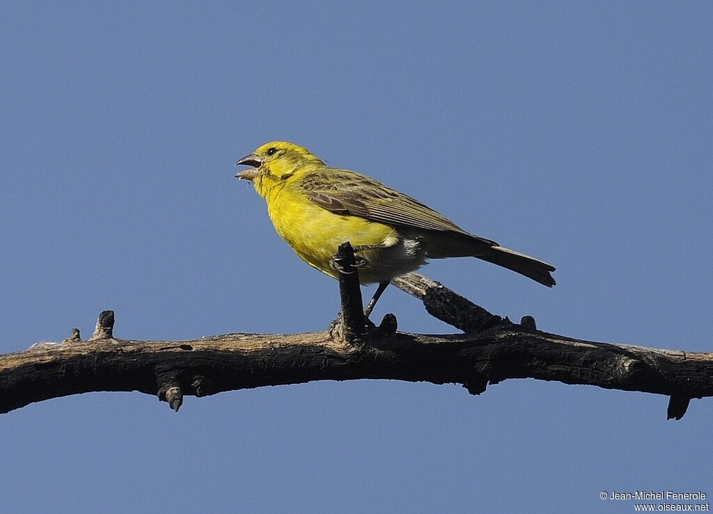 Serin à ventre blanc