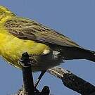 Serin à ventre blanc