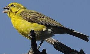 White-bellied Canary