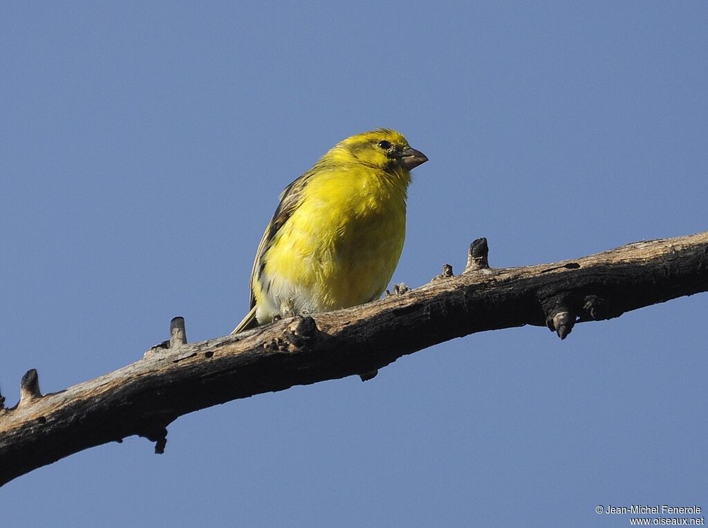 Serin à ventre blanc