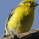 Serin à ventre blanc