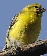 Serin à ventre blanc