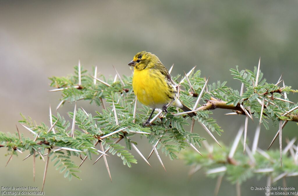 Serin à ventre blanc