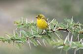 Serin à ventre blanc