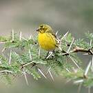 Serin à ventre blanc