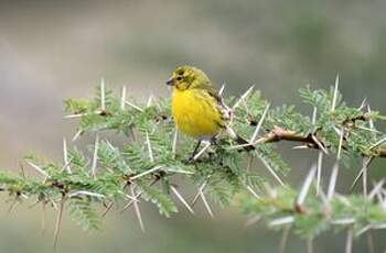 Serin à ventre blanc