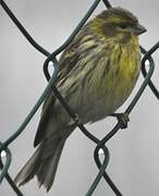 European Serin