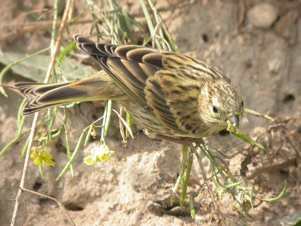 European Serin