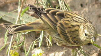 European Serin