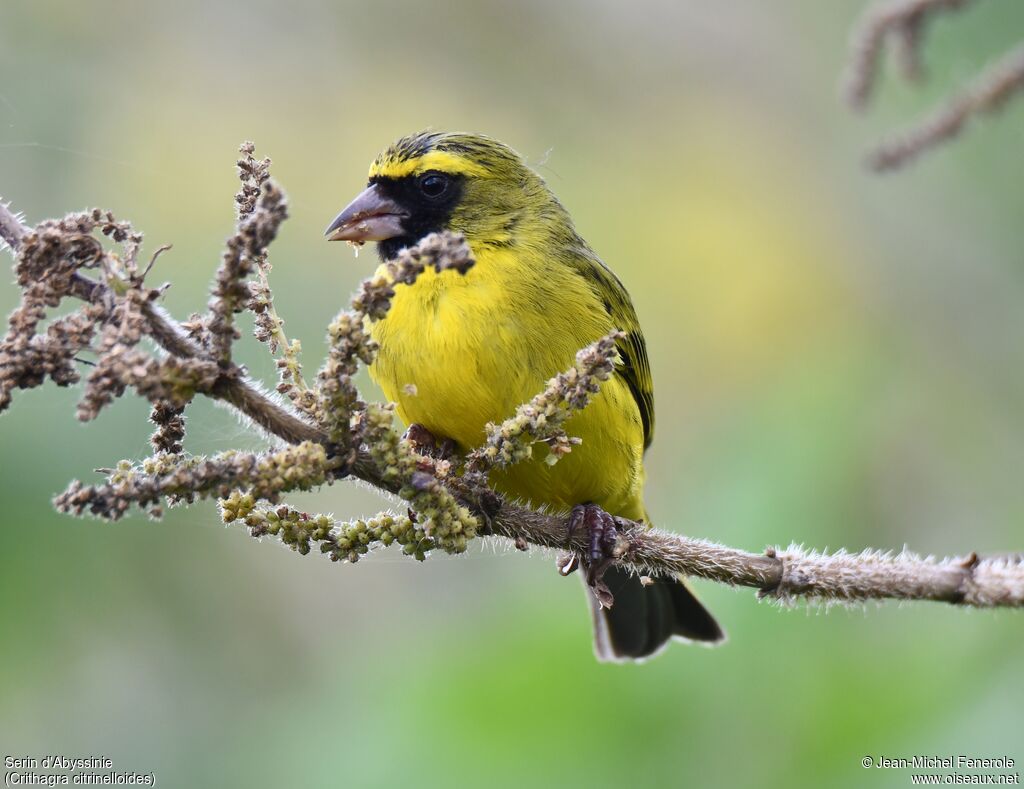 Serin d'Abyssinie