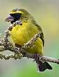 Serin d'Abyssinie