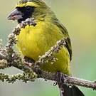 Serin d'Abyssinie