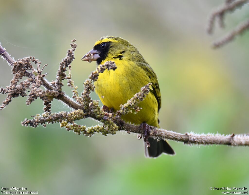 Serin d'Abyssinie