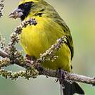 Serin d'Abyssinie