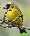 Serin d'Abyssinie