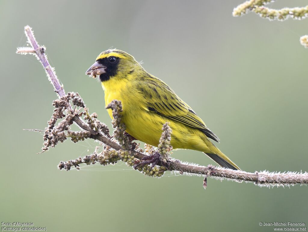 Serin d'Abyssinie