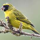 Serin d'Abyssinie