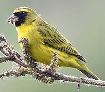 Serin d'Abyssinie