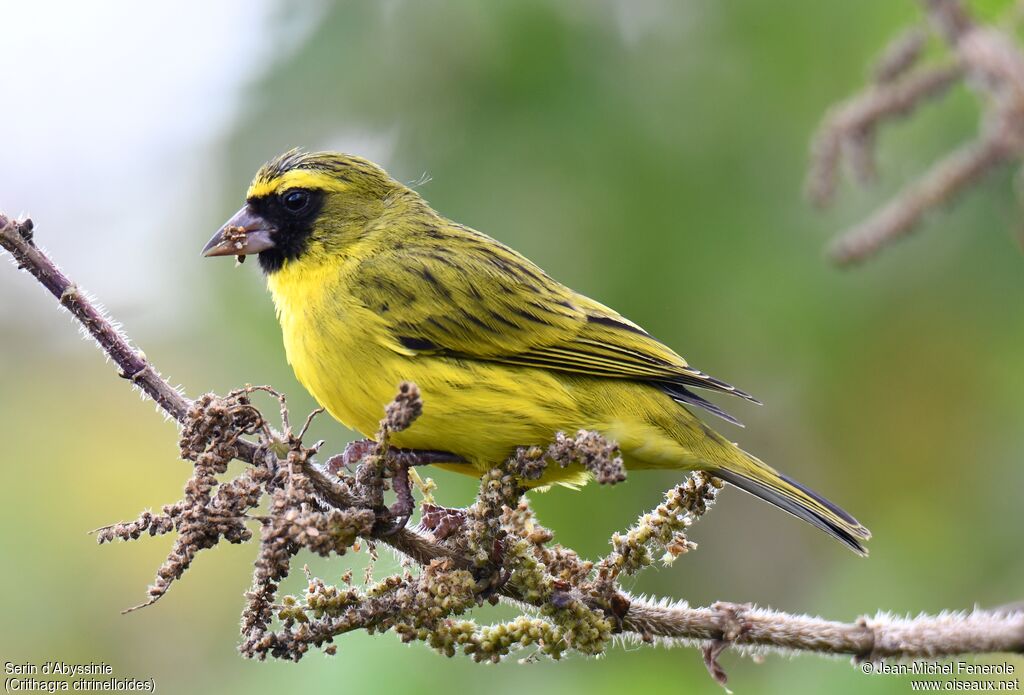 Serin d'Abyssinie