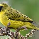 Serin d'Abyssinie
