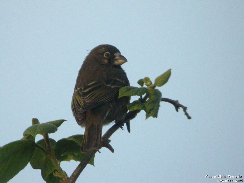 Thick-billed Seedeater