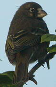 Thick-billed Seedeater