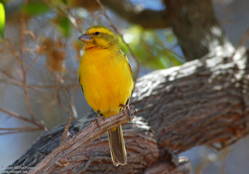 Serin de Sainte-Hélène